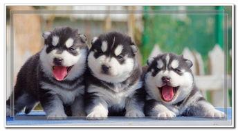 哈士奇皮肤爆料视频播放,视频播放背后的惊人真相